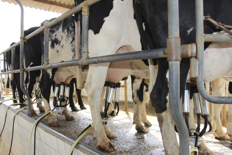 Destaque_materia_Ordenha_Mecânica (2)